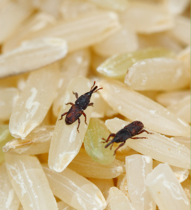 ERHYG-Newsletter-Novembre-2025-2_05