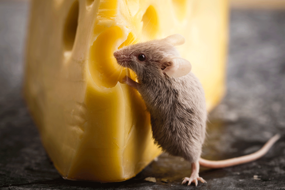 ERHYG-Newsletter-Décembre-2025-(1)-8