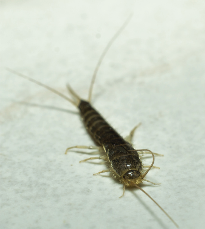 ERHYG-Newsletter-Février-2026-2_05