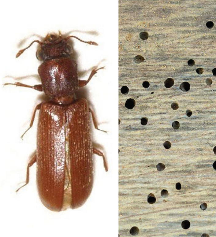 ERHYG-Newsletter-Janvier-2026-2_05