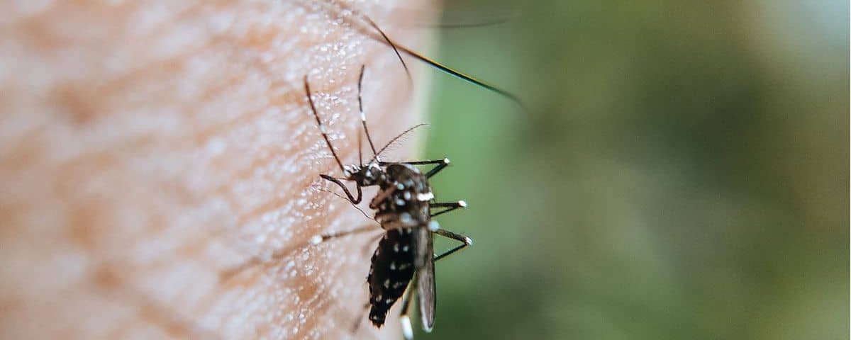 Intervention anti-moustiques et guêpes sur terrasse CHR par le service antiparasitaire ERHYG à Rouen.