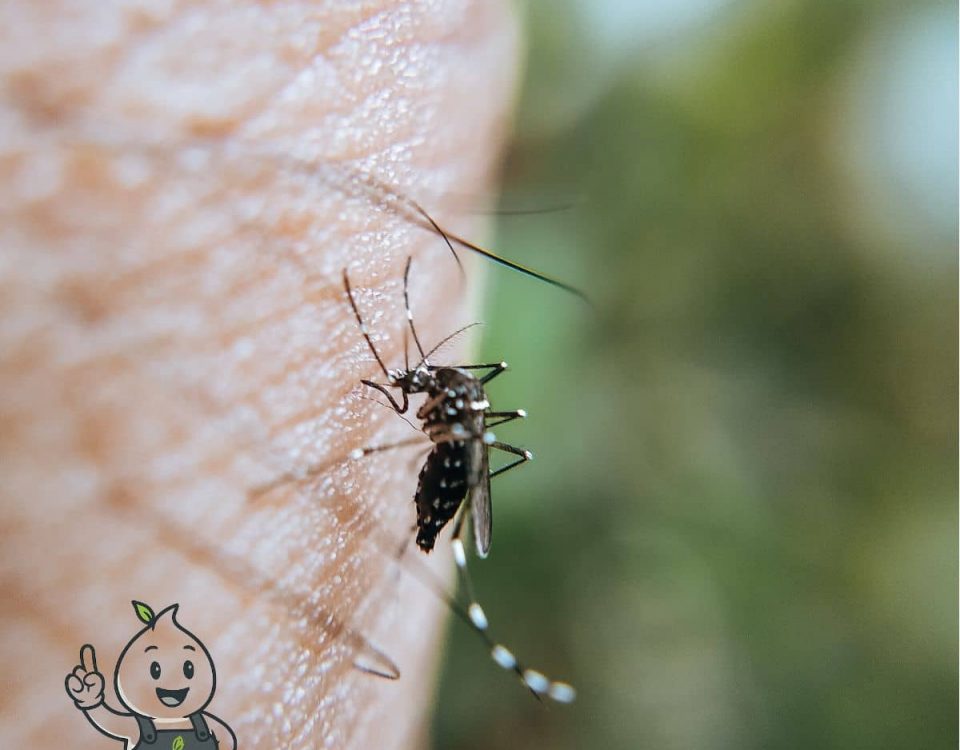 Intervention anti-moustiques et guêpes sur terrasse CHR par le service antiparasitaire ERHYG à Rouen.