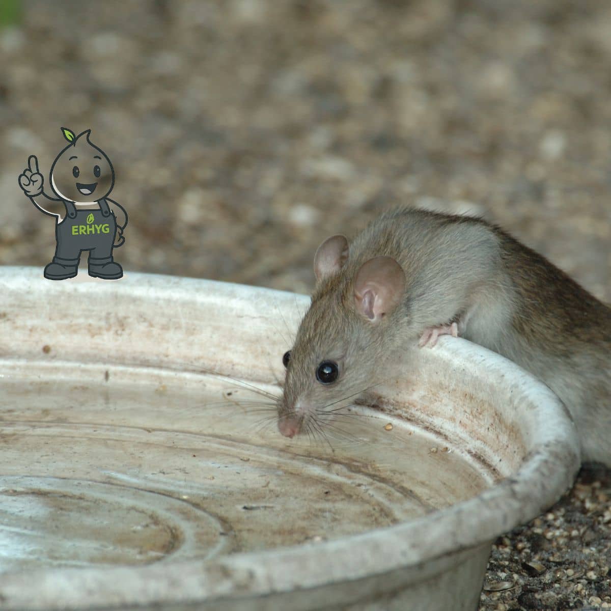Rats et rongeurs en été : pourquoi envahissent-ils les parcs et cours d’immeubles ?