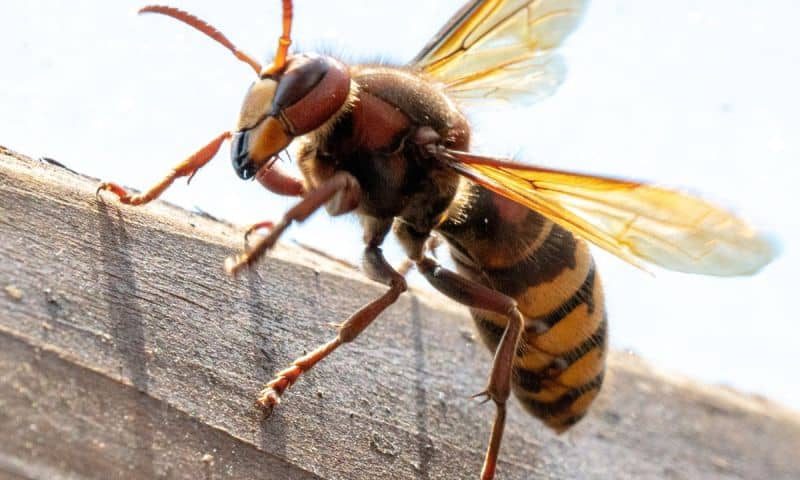 C'est ce qui rend ce mécanisme si redoutable : un seul frelon stressé libère un cocktail chimique volatil qui transmet plusieurs informations à la fois.
