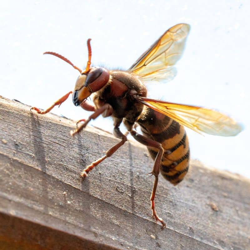Frelon asiatique : la phéromone d’alarme expliquée | ERHYG